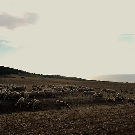 Oasi Di Scivu Arbus
